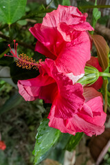 Hibiscus rouge 