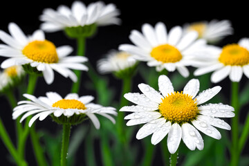 Dewy Daisies Close Up