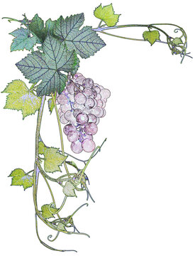 Grappe de raisin 
