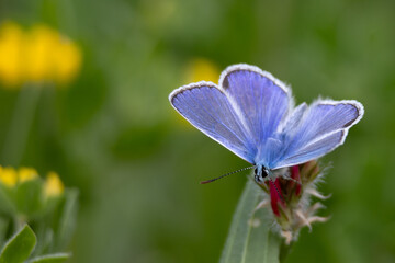 Farfalla blu