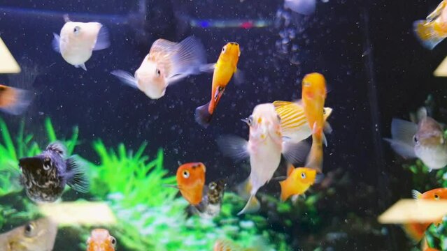 Close up of male and female molly tropical fish in freshwater tank