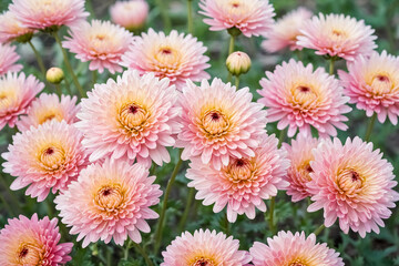 Fototapeta premium Pink Chrysanthemums Blooming in a Garden