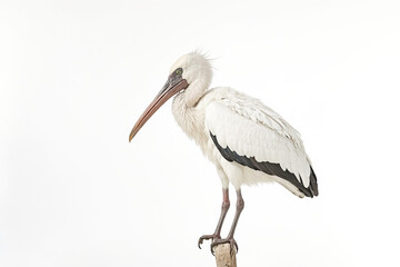 Obraz premium White Bird with Black Wingtips Perched on a Branch