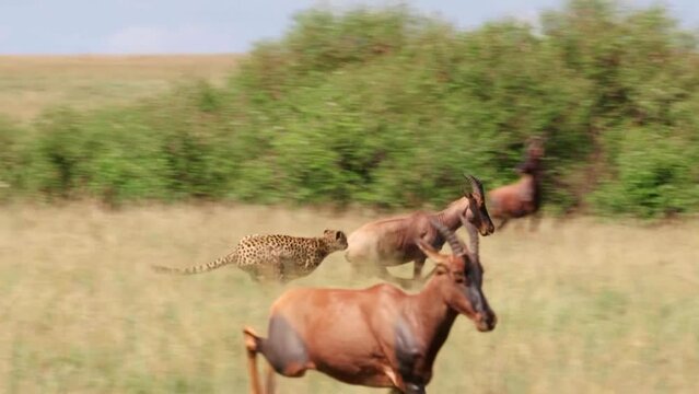 사바나에서 사냥하는 치타들