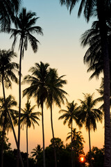 Obraz premium palm trees at sunset