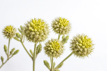 Obraz premium Spiky Green Flower on White Background
