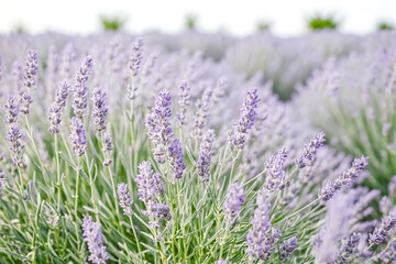 Naklejka premium Blooming Lavender Field in Soft Focus