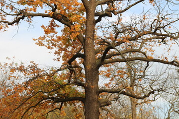 Lonely oak tree with fallen leaves. Bright autumn park.