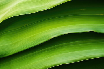 Banana leaves abstract background. Natural, green, tropical forest leaves background	