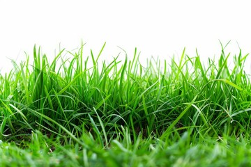 Fototapeta premium Close-up of green grass field on white background