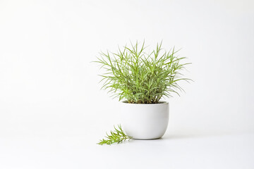 Green Plant in White Pot on White Background