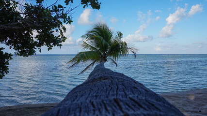 Coconut trees lean towards the sea