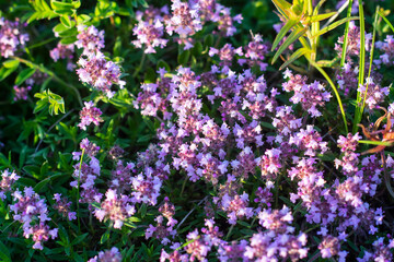Fototapeta premium Thymus praecox Opiz