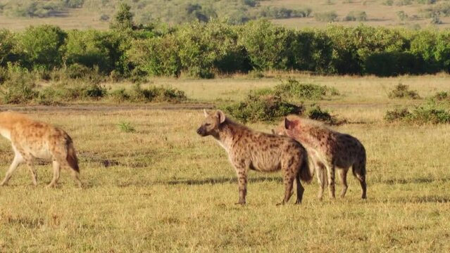 사바나를 누비는 얼룩 하이에나들