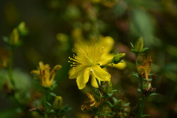 Blühendes Johanniskraut-Johanniskraut in voller Blüte
