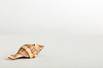 Summer time concept with sea shells or starfish on a table background with copy space for text