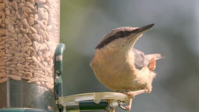 Eurasian Nuthatch (Sitta europaea) landing on a garden bird feeder and having a look around. June, Kent, UK [Half speed]	