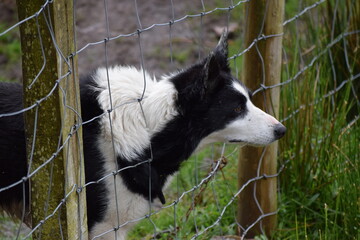 Bordercollie