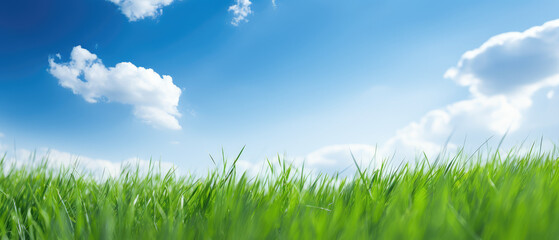 Obraz premium Lush Green Grass Under Blue Sky