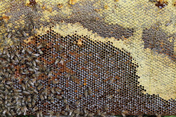 beautiful photos of honeycombs with honey and bees