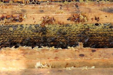 beautiful photos of honeycombs with honey and bees