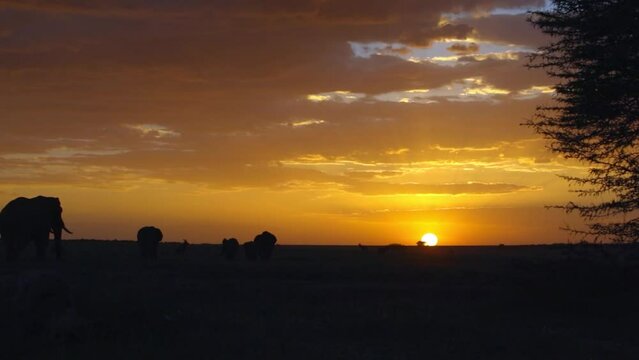 사바나에서 석양을 배경으로 걷는 코끼리들