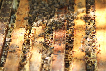 beautiful photos of honeycombs with honey and bees