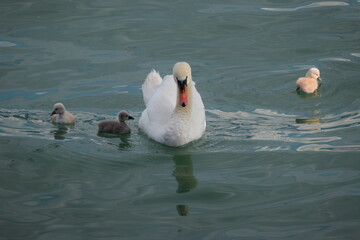 Schwan, Schwanenmutter, Küken