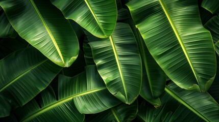 Beautiful Tropical Background Featuring Lush Green Banana Leaves