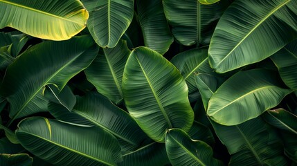 Beautiful Tropical Background Featuring Lush Green Banana Leaves