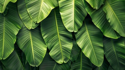 Obraz premium Beautiful Tropical Background Featuring Lush Green Banana Leaves