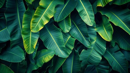 Beautiful Tropical Background Featuring Lush Green Banana Leaves