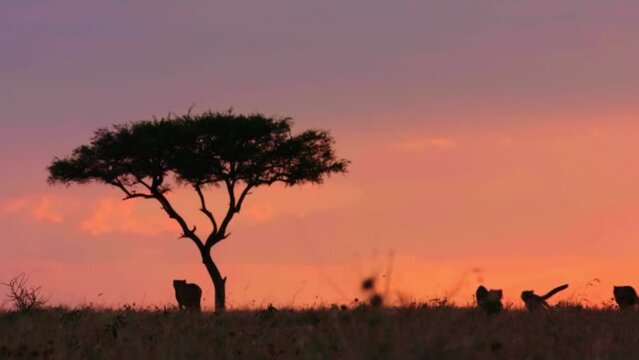 황혼의 사바나를 어슬렁대는 치타들