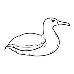 albatross sketch illustration on white background