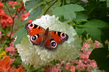 Schmetterling 1160 © K.-U. Häßler