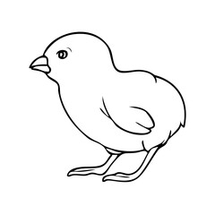 chick sketch illustration on white background
