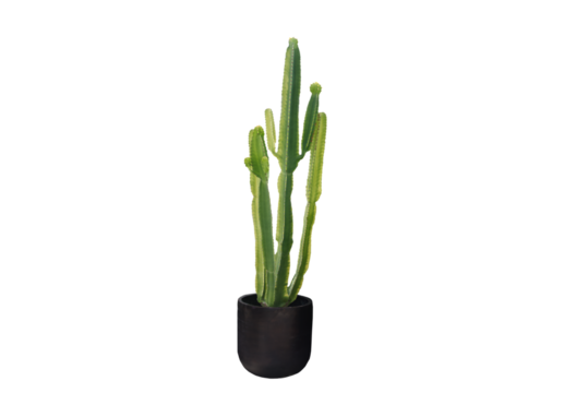 Close-up view of a cactus growing in a pot, isolated on a transparent background, png file. - Powered by Adobe