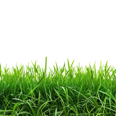 Fototapeta premium green grass field isolated on white background