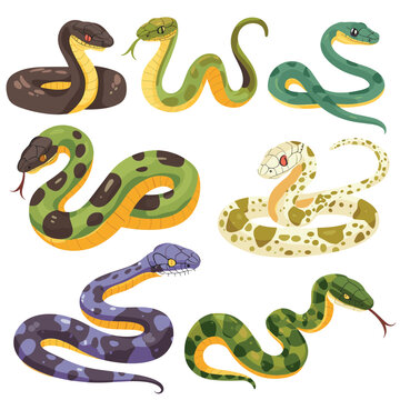 Collection cartoon snakes, various species colors illustrated. Cartoon serpents green, yellow, purple, brown patterns, cute style. Serpentine reptiles, isolated white background, wildlife theme