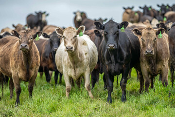 Beef cows and calves grazing on grass on a beef cattle farm in  Australia. breeds include murray...