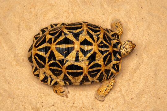 The Spider Tortoise (Pyxis arachnoides) is endemic to Madagascar.