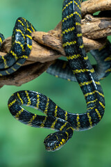 Boiga dendrophila divergens is one of the subspecies of Boiga dendrophila, a species of the mangrove snake.