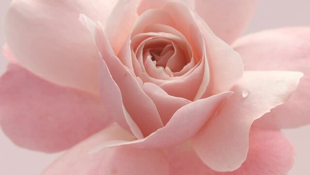Rose Flower open close up, soft petals of beautiful rose time lapse, nature background. Bouquet, spring flower macro shot, blooming pastel, pink Easter backdrop, romantic, tenderness concept, love