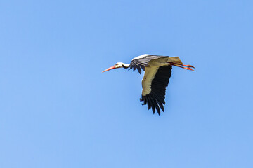 White stork flying over Ria Formosa at Quinta do Lago, Algarve, Portugal.