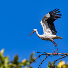White Storks, Ciconia ciconia at Povoa e Meadas Dam in Castelo de Vide, Alentejo, Portugal