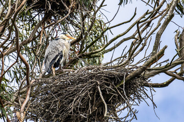 Grey Heron, Ardea cinerea sitting on his nest at Barragem da Povoa e Meadas in Portugal