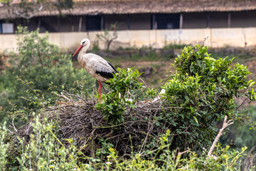 White Storks, Ciconia ciconia in the valley of the storks at Rasmalho, Portimao, Algarve, Portugal
