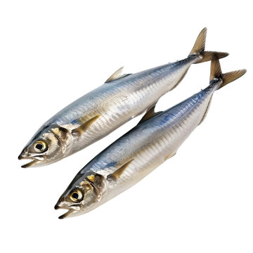 Herring fish isolated on a white background