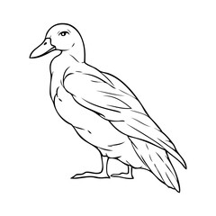 duck sketch illustration on white background
