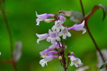 ペンステモン・ジギタリス